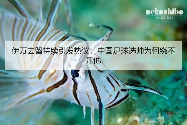 伊万去留持续引发热议，中国足球选帅为何绕不开他